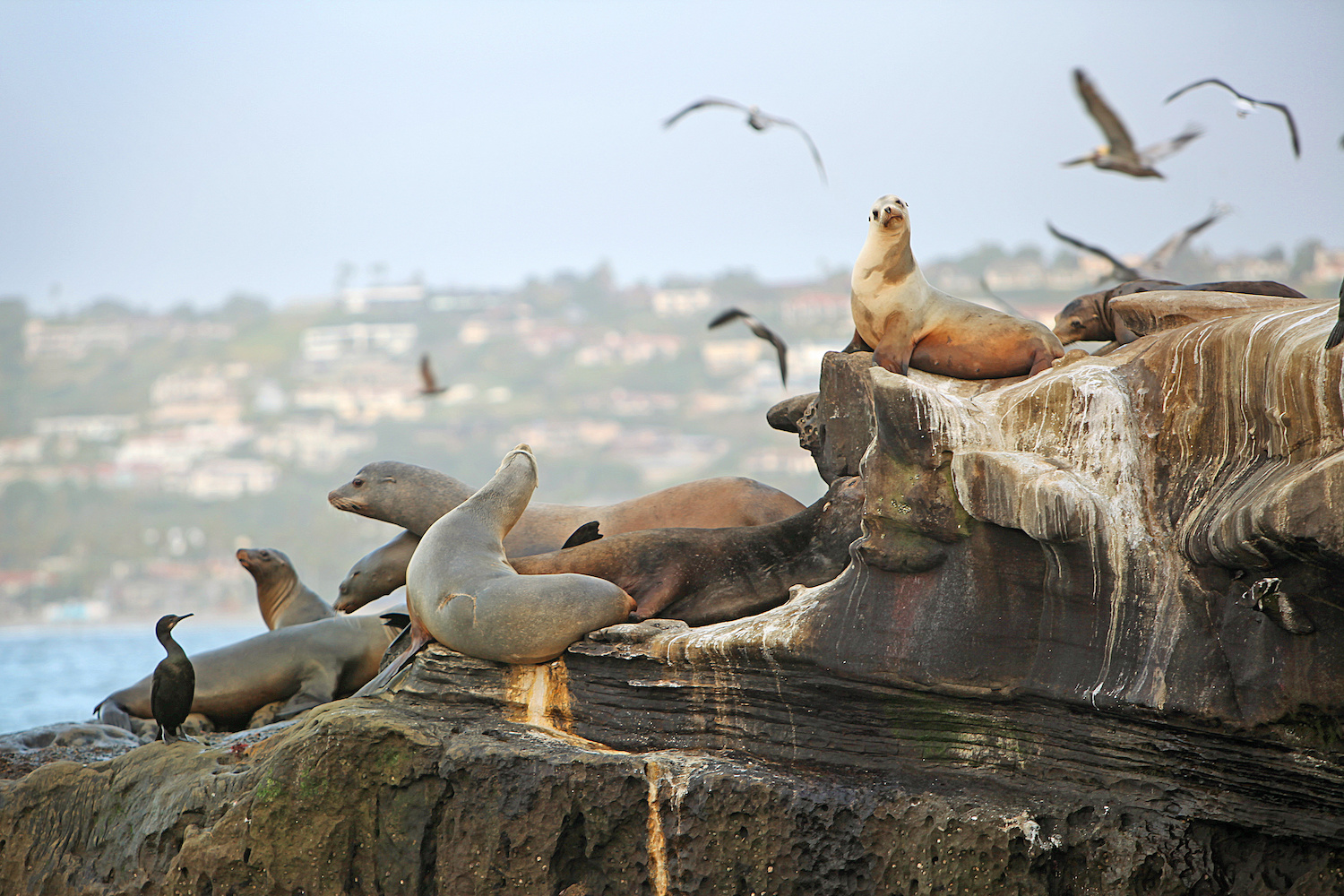 La Jolla Cove sea lions in San Diego