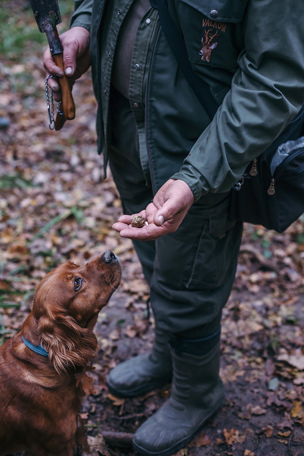 Dog foraging for truffles in Napa Valley, California for the Napa Truffle Festival