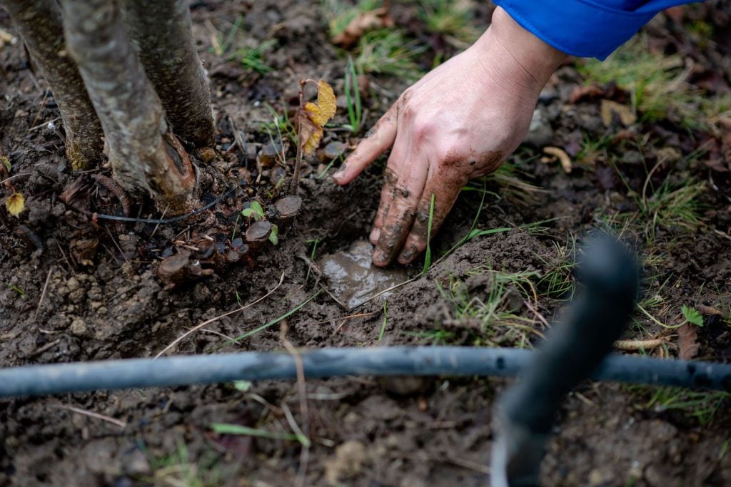 Foragers for truffles in Napa Valley, California for the Napa Truffle Festival