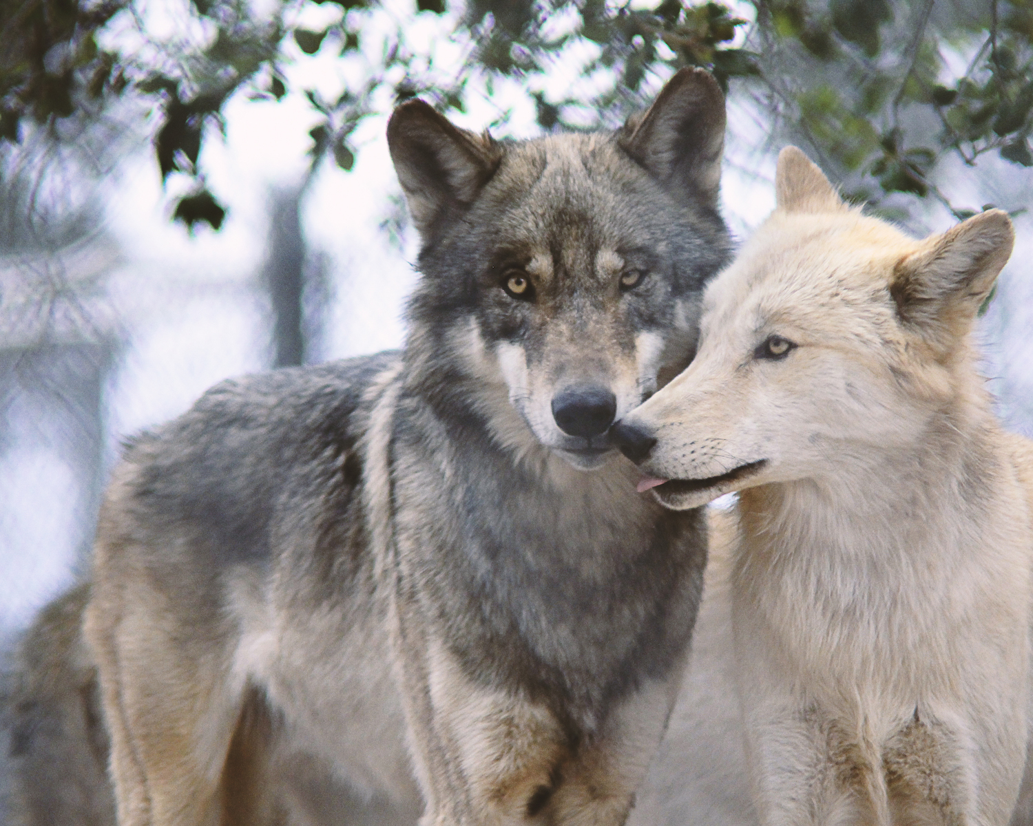 California Wolf Center in Julian