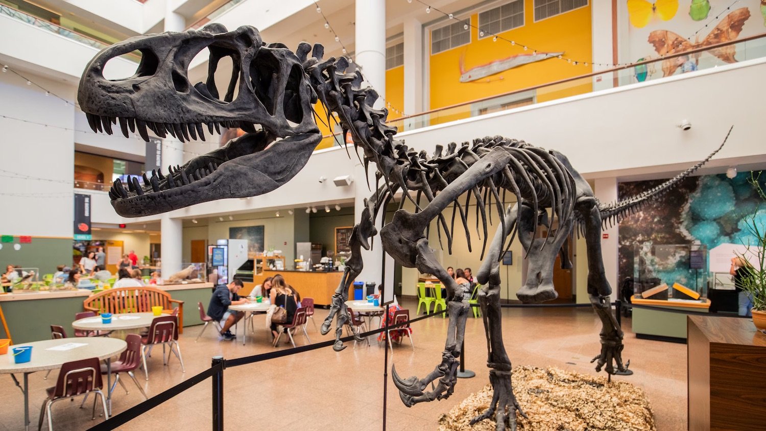 Dinosaur skeletons at the San Diego Natural History Museum