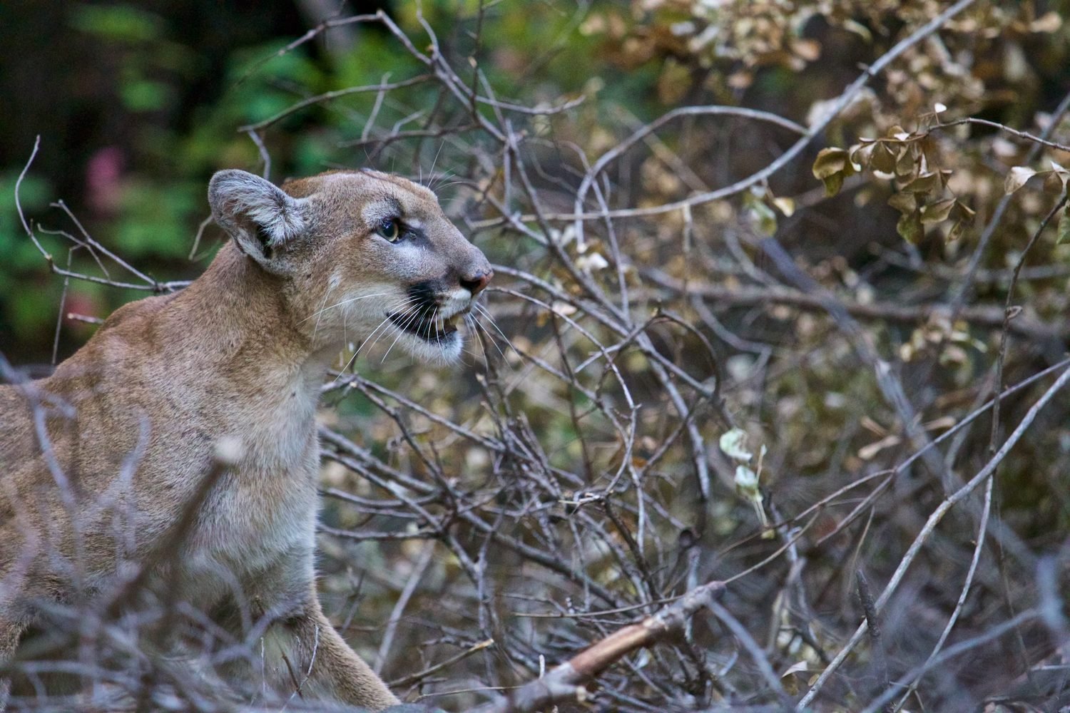 Mountain lion sighting in San Diego trails