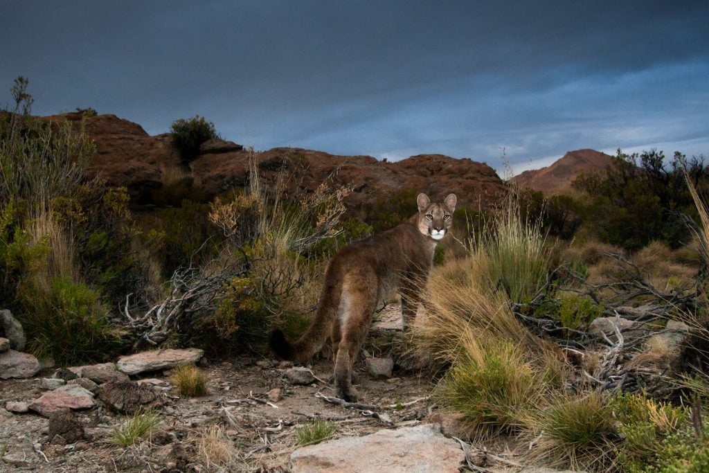 Do San Diego Hikers Need to Worry About Mountain Lions?