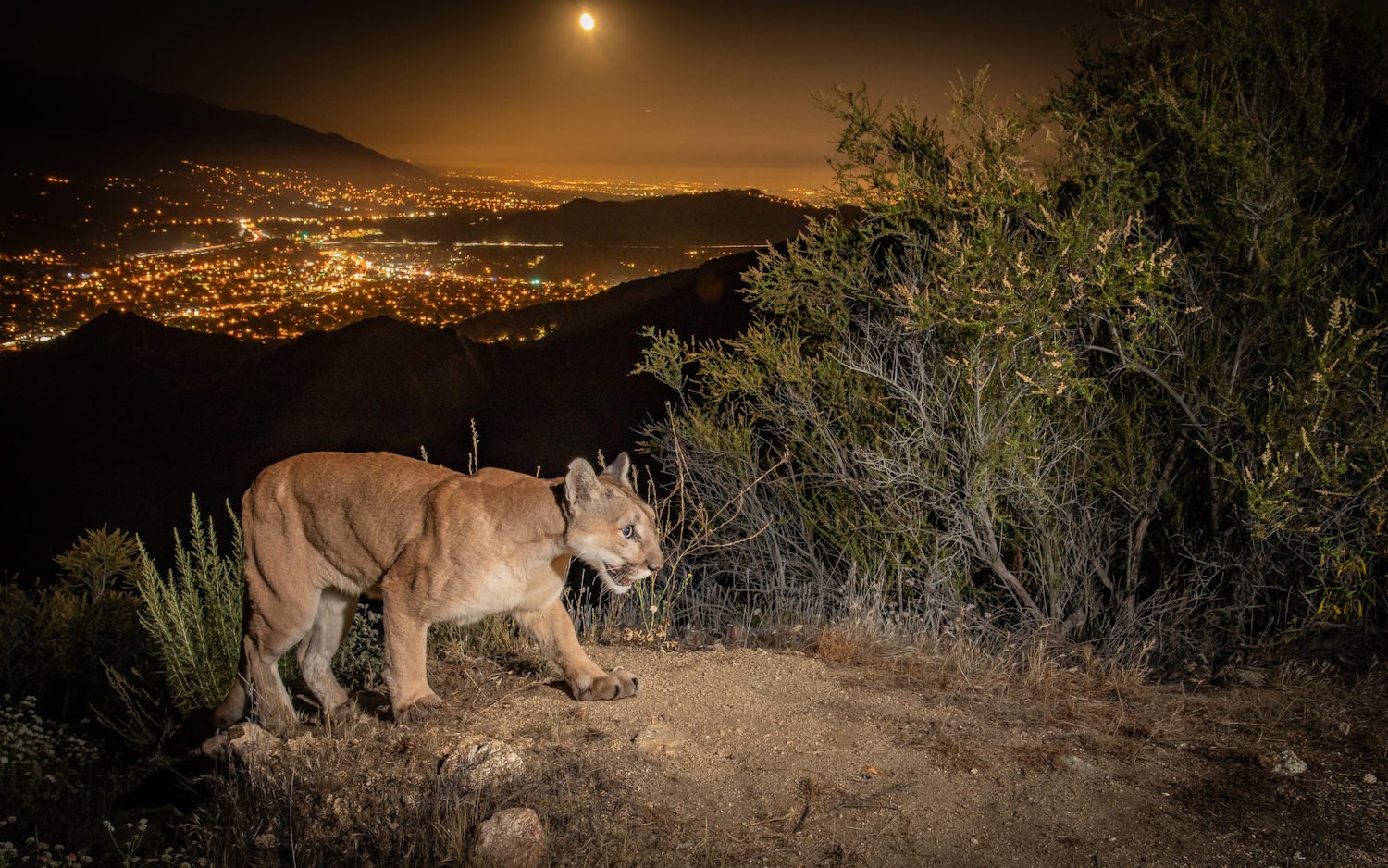 Mountain lion sighting in San Diego with city lights in the background