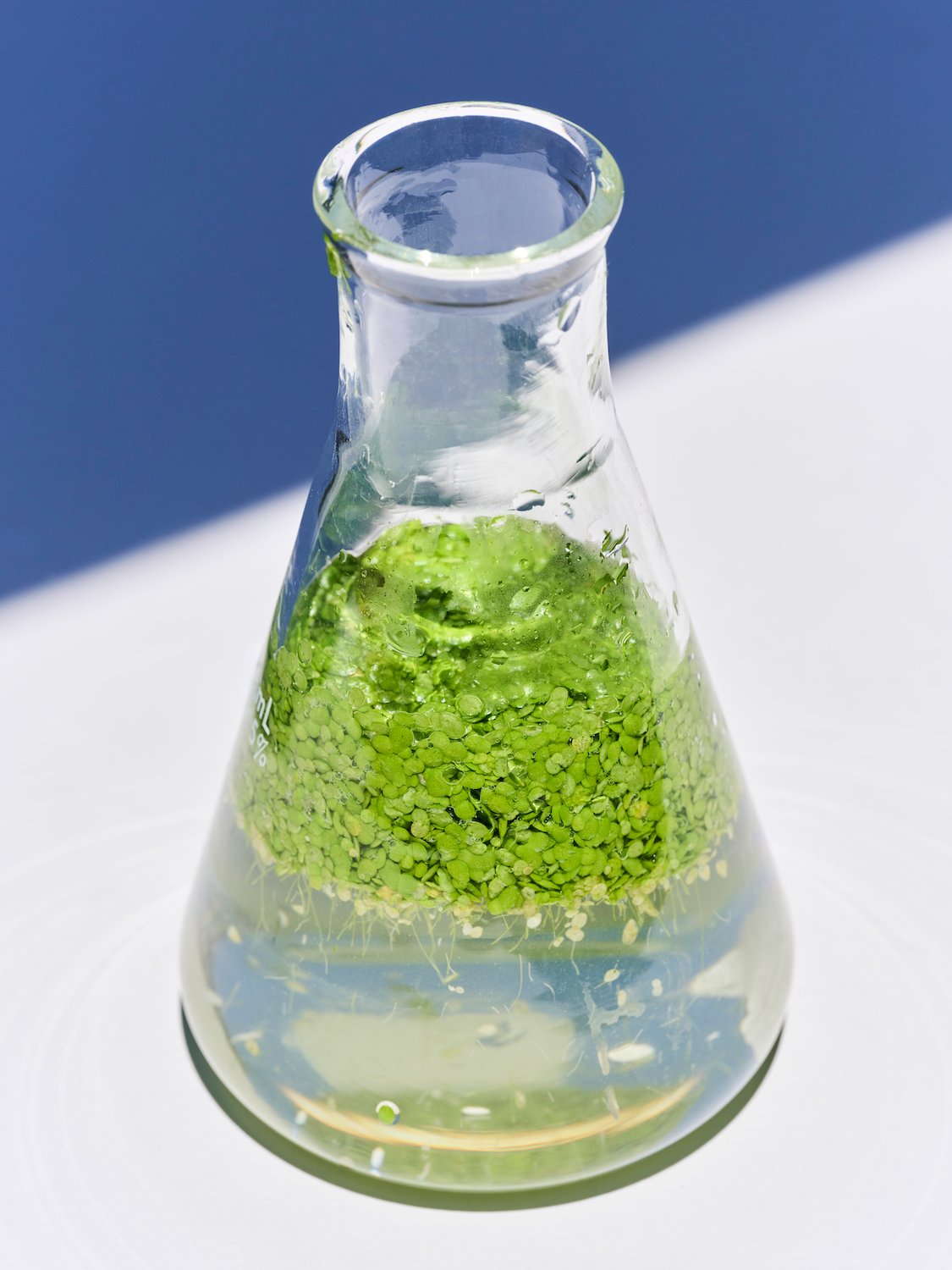 Lemna sustainable protein being grown in a lab beaker