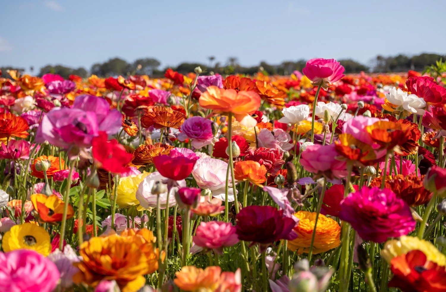 Fun things to do in San Diego this weekend February 26–March 2, 2025 featuring the opening of the Carlsbad Flower Fields