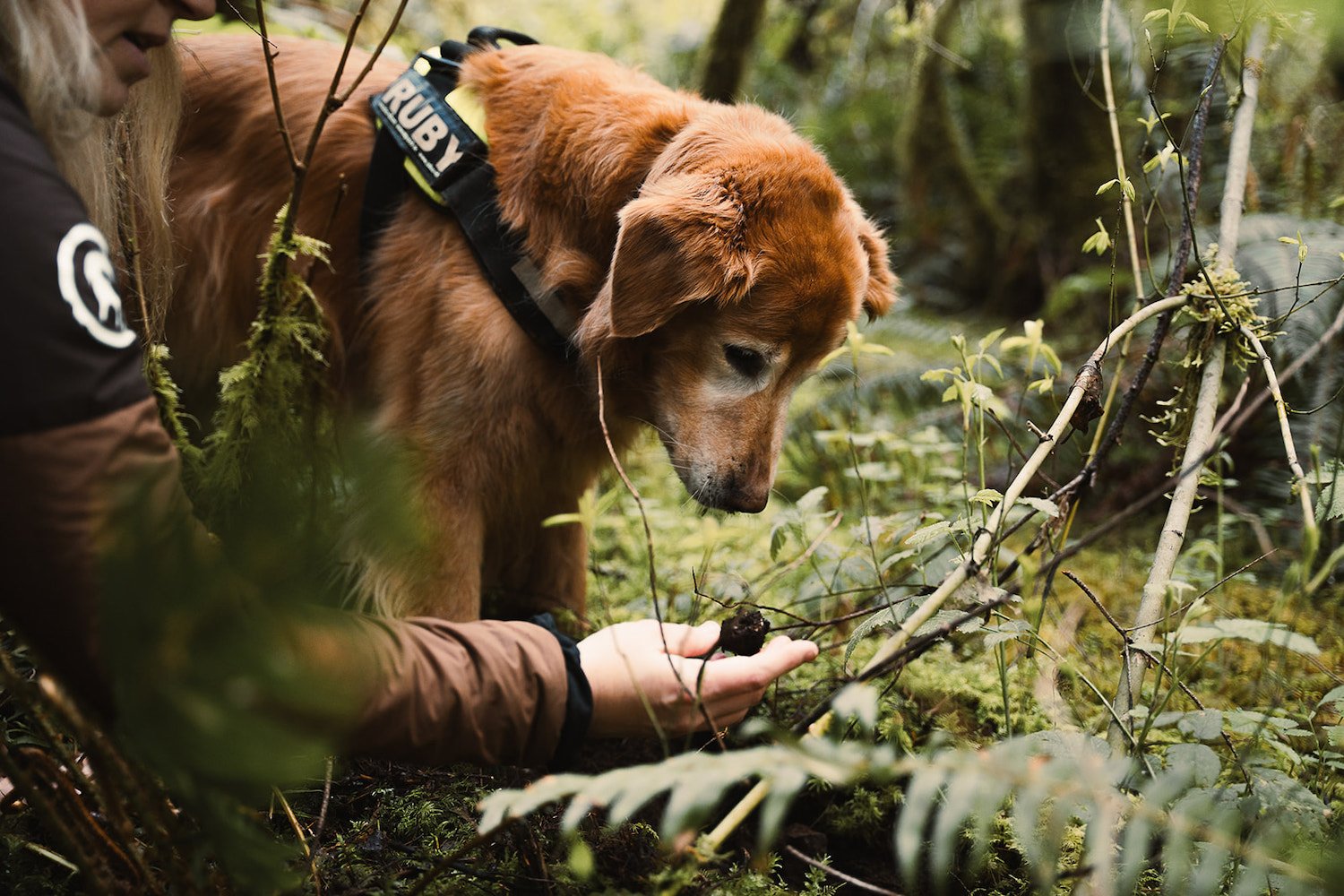 Dog foraging for truffles in Napa Valley, California for the Napa Truffle Festival