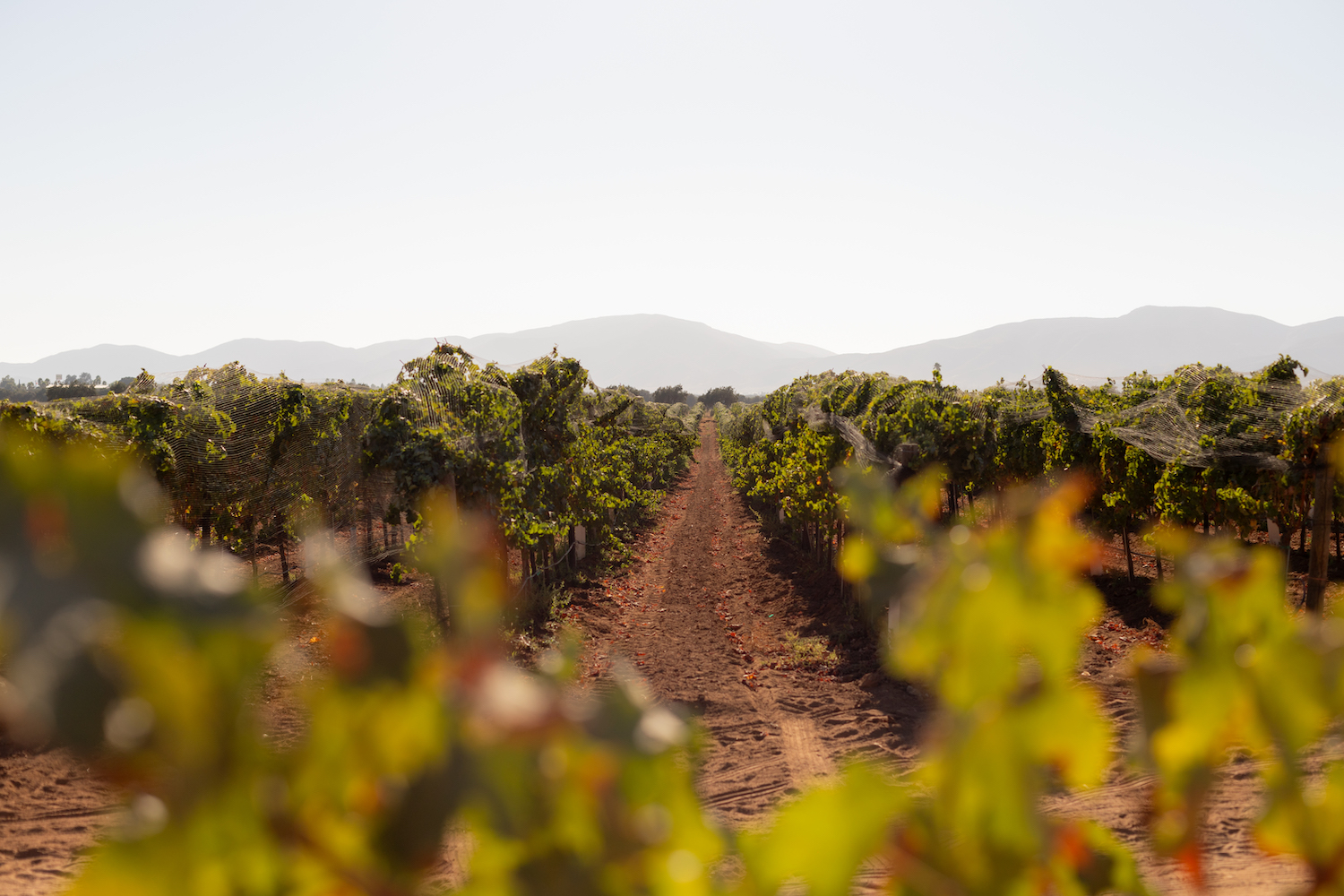 Valle de Guadalupe winery Monte Xanic located in Baja California, Mexico