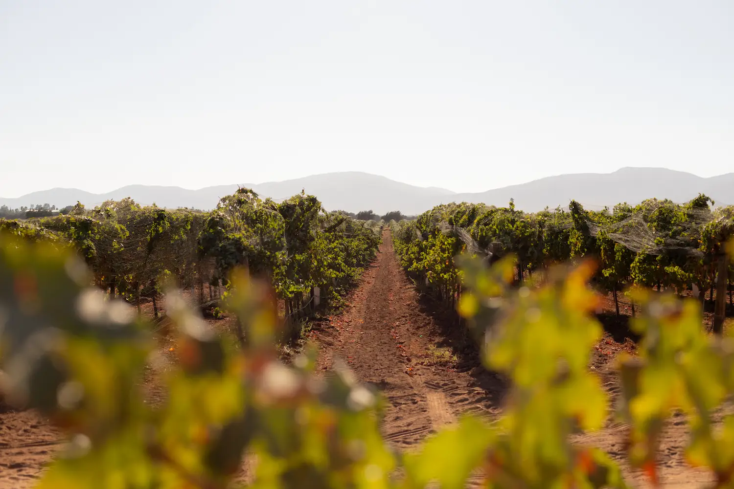 Valle de Guadalupe winery Monte Xanic located in Baja California, Mexico