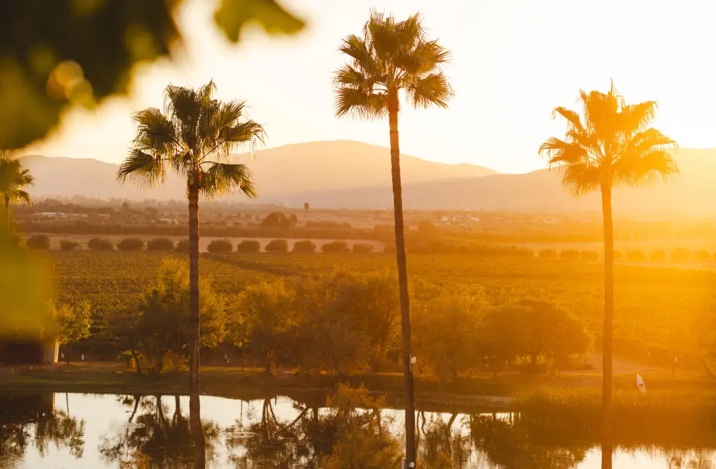 Locals' Guide to Visiting Valle de Guadalupe in 2025