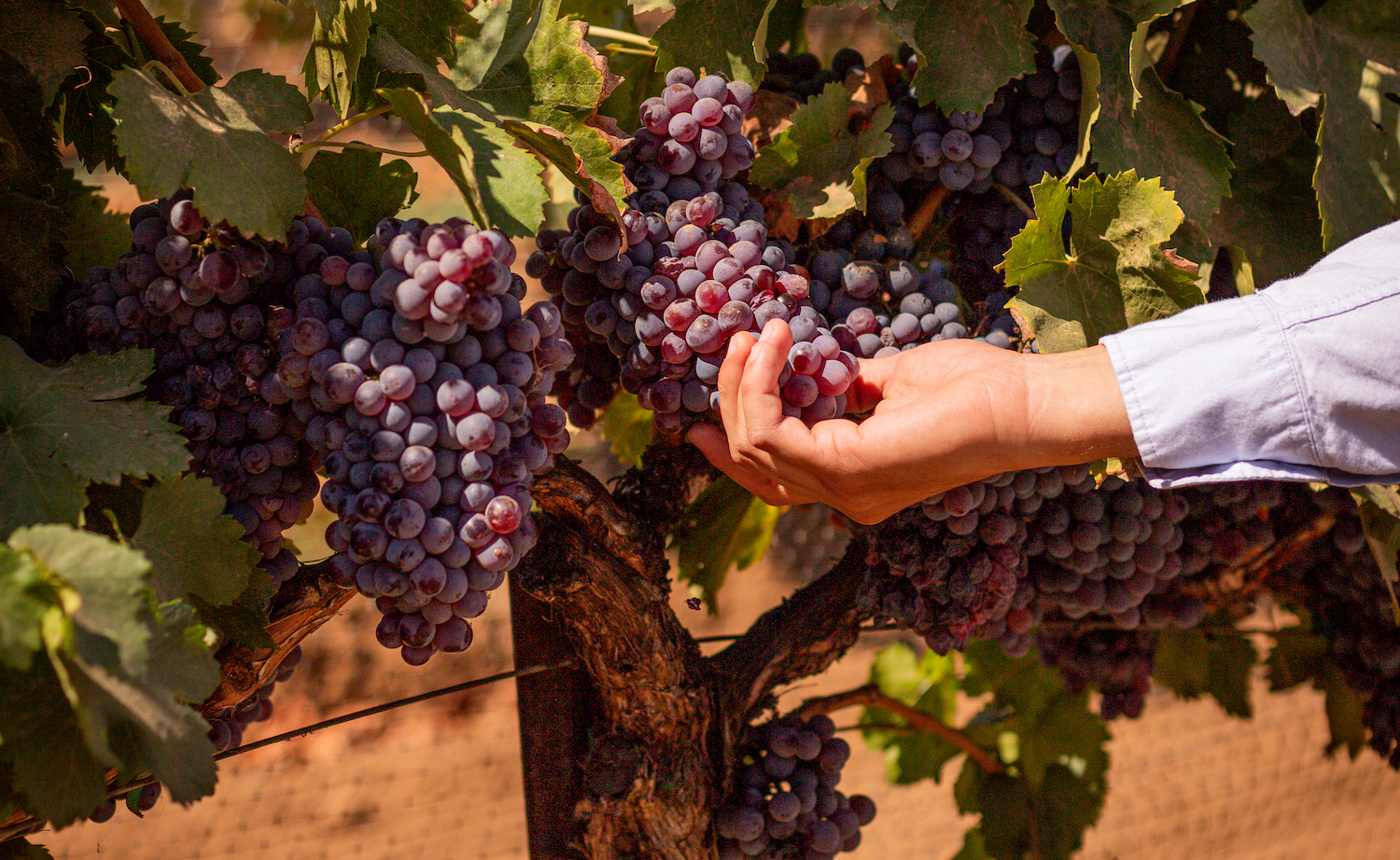 Grapes at the Valle de Guadalupe winery called Monte Xanic