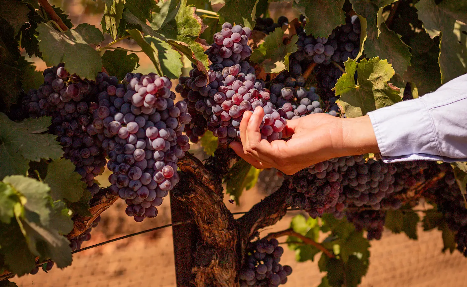 Grapes at the Valle de Guadalupe winery called Monte Xanic