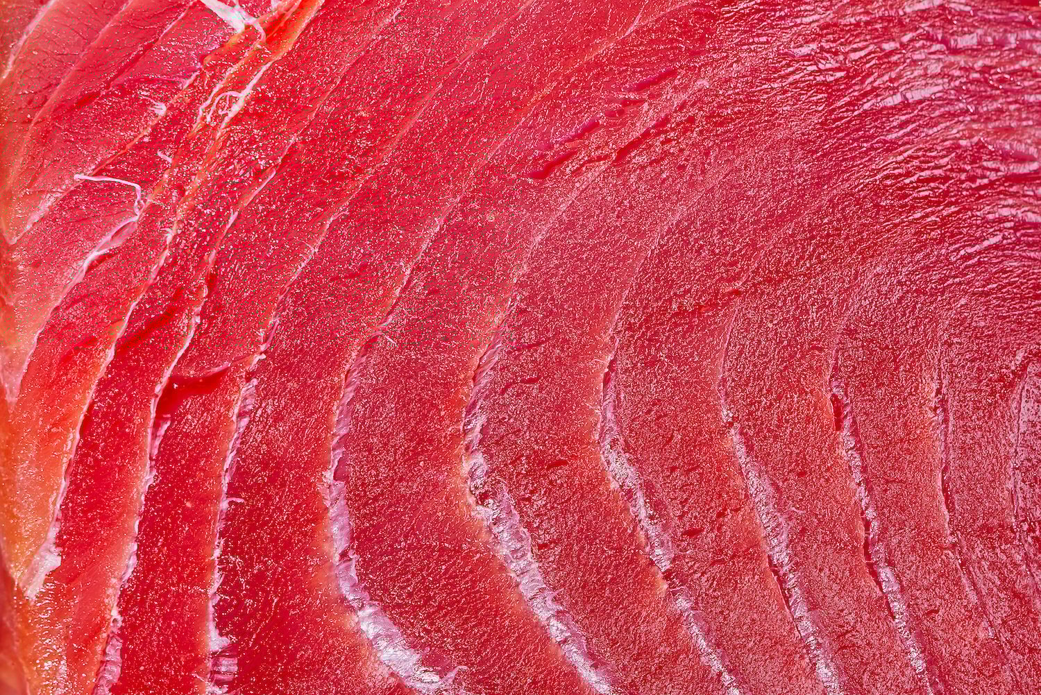Macro photo of tuna sashimi harvested from the Baja Aqua Farm