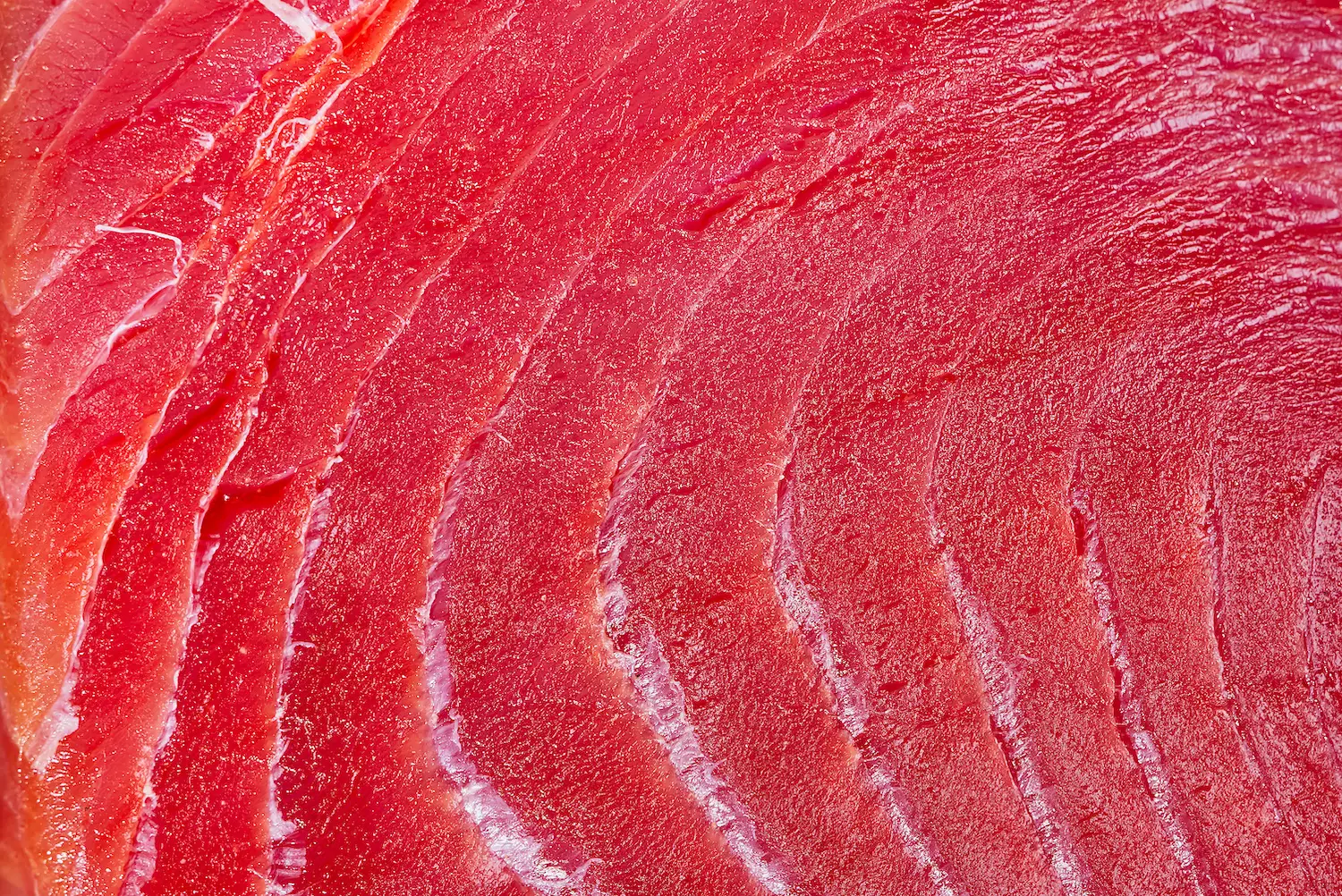 Macro photo of tuna sashimi harvested from the Baja Aqua Farm