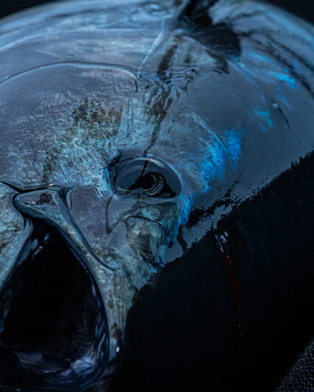 Close up of a bluefin tuna fish