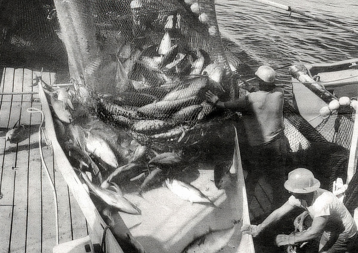 Historical photo of San Diego's tuna fishing industry