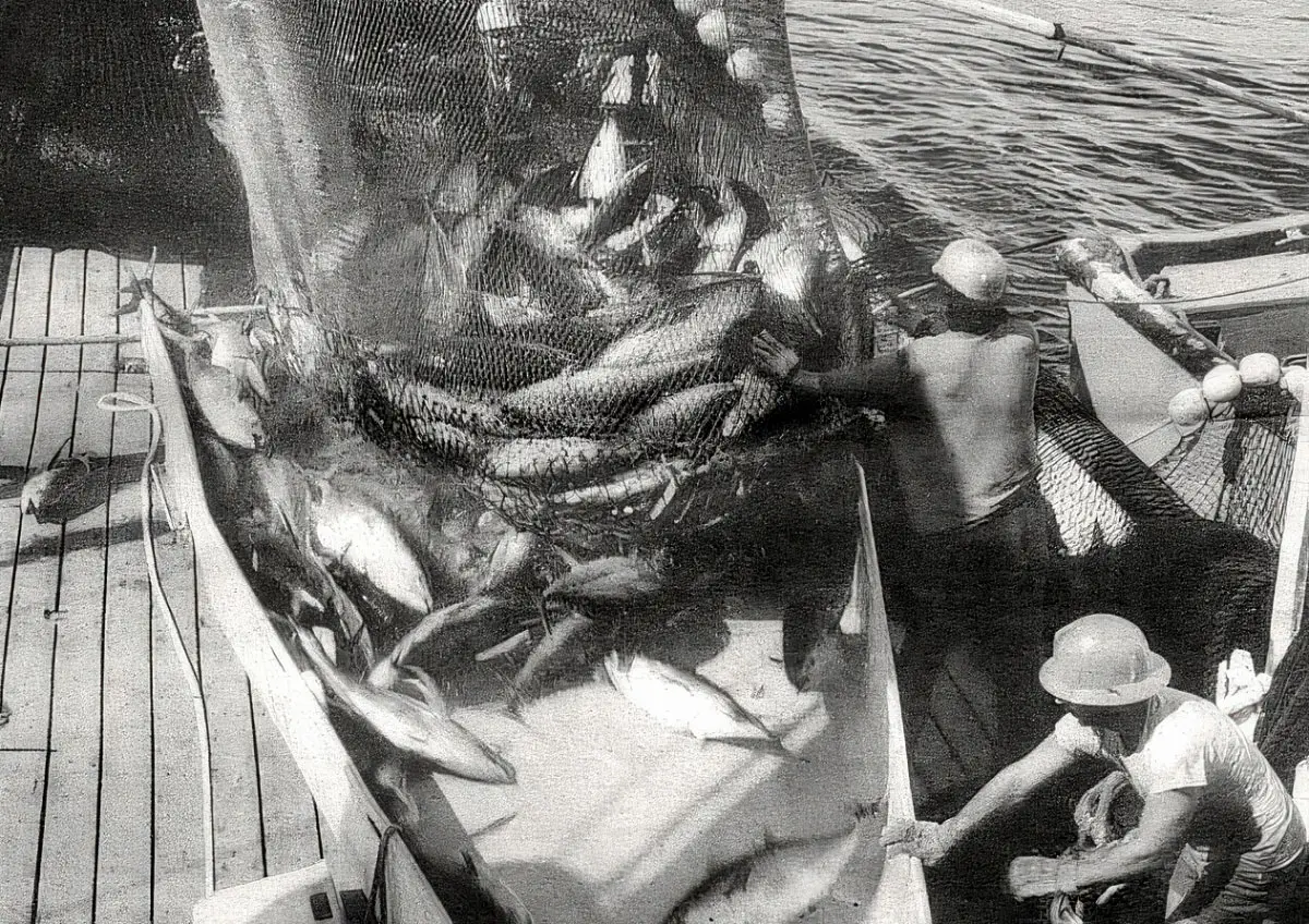 Historical photo of San Diego's tuna fishing industry