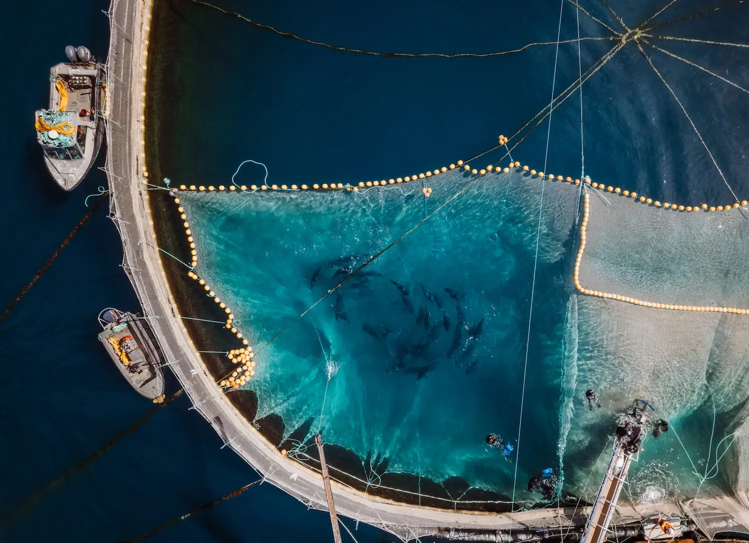 Baja Aqua Farm workers separate  tuna from the school and stun them with electricity before bringing them aboard the harvest boat