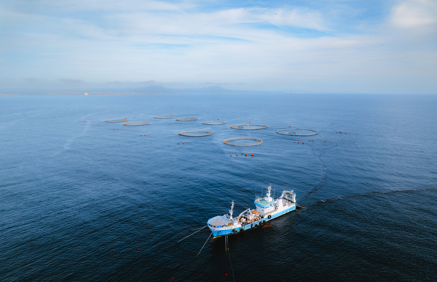 A Baja Aqua Farms boat pumping thousands of pounds of small fish into dozens of net pens filled with bluefin tuna