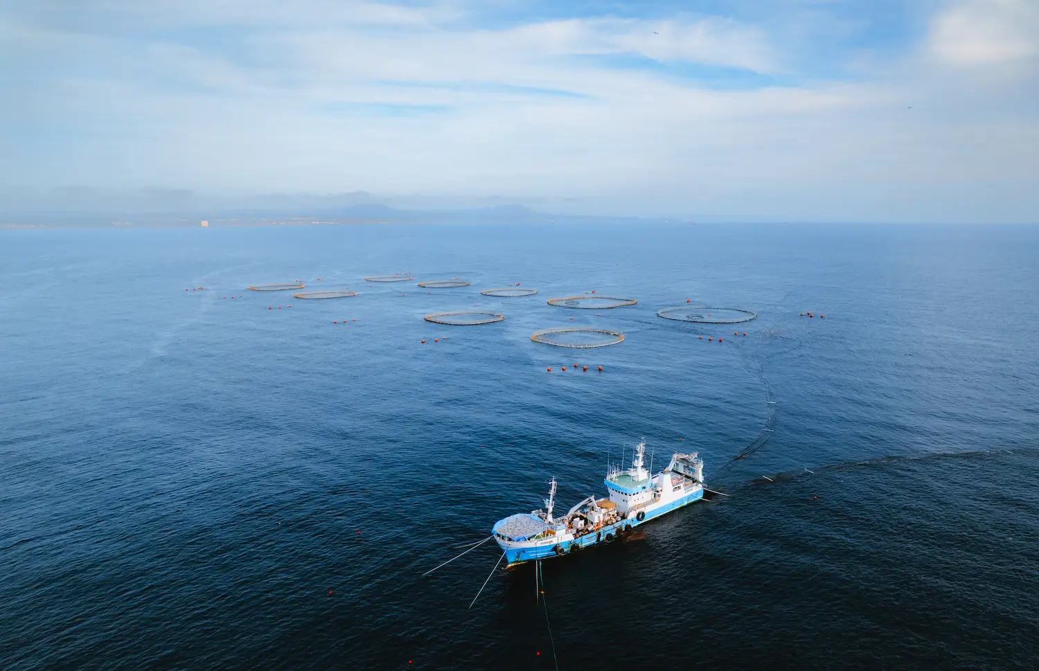 A Baja Aqua Farms boat pumping thousands of pounds of small fish into dozens of net pens filled with bluefin tuna