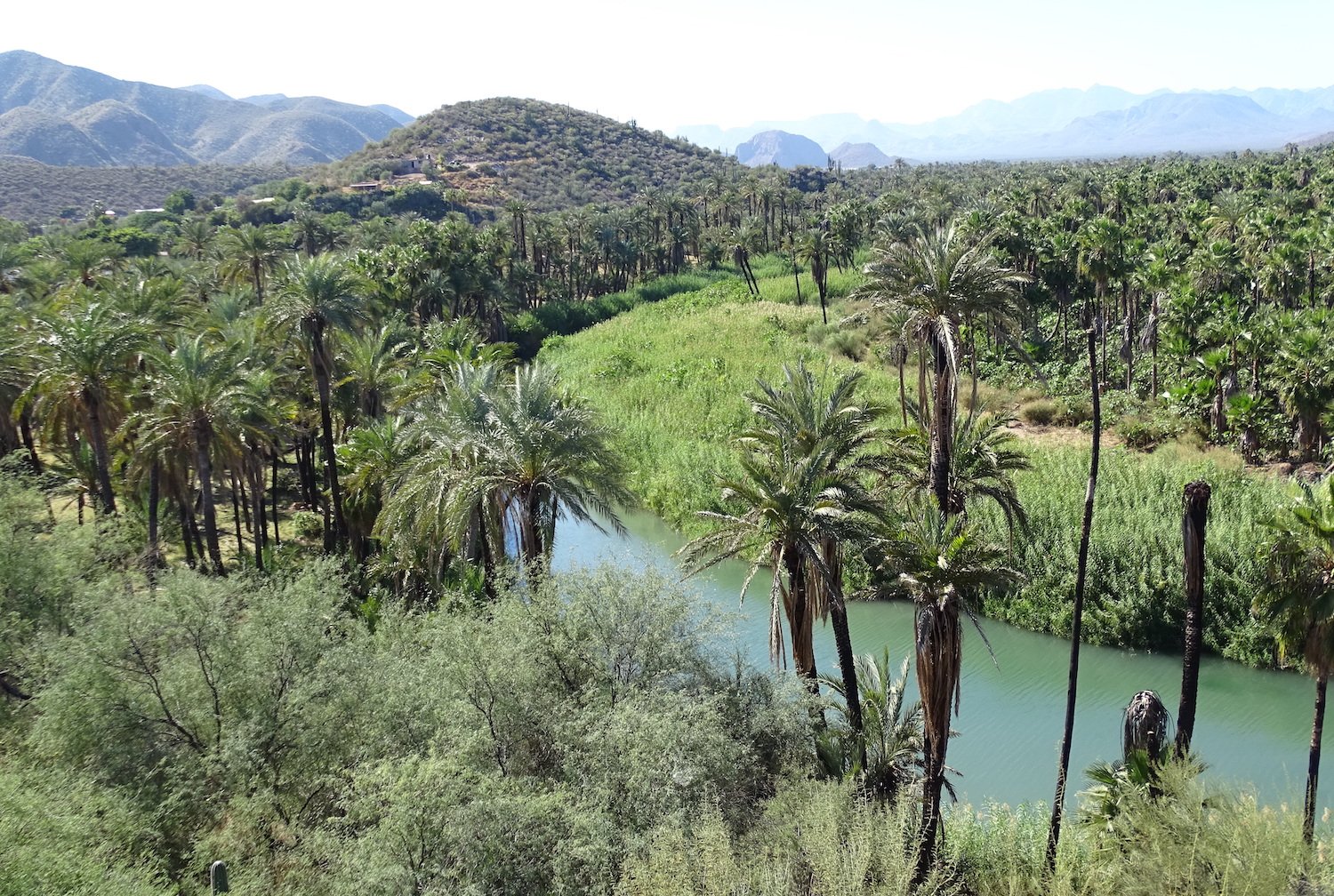 Visiting Baja California Sur, Mexico featuring an oasis near Mulegé