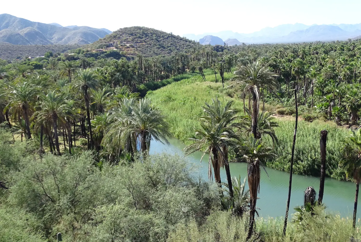Visiting Baja California Sur, Mexico featuring an oasis near Mulegé