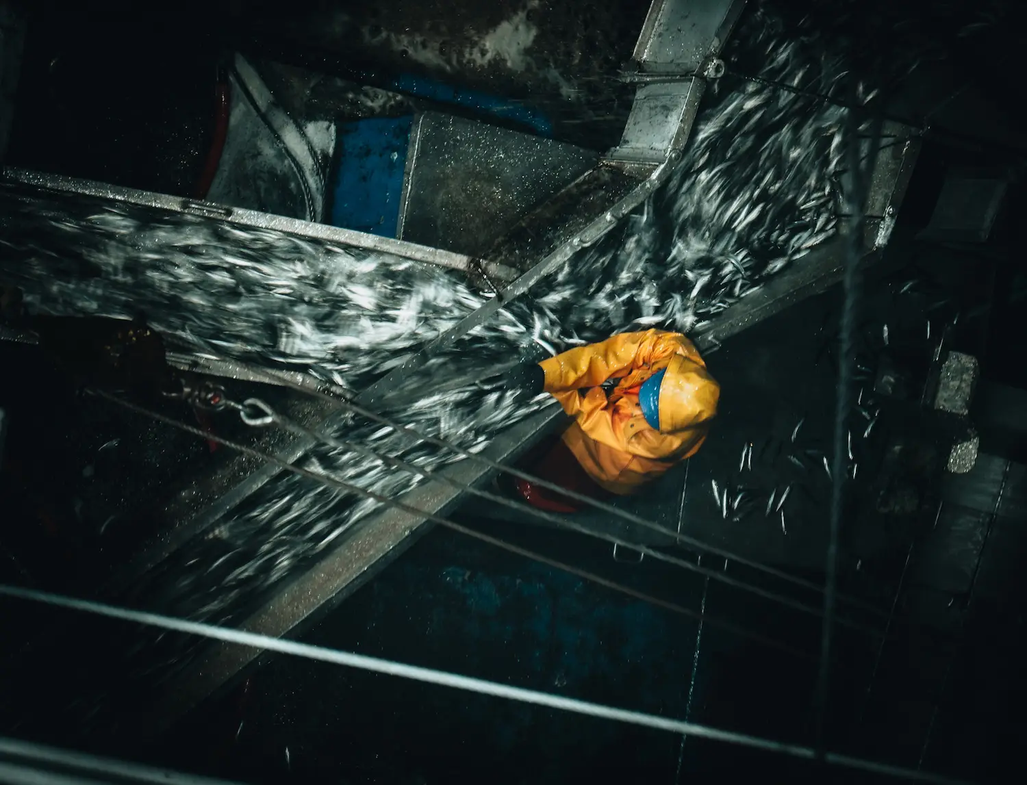 Baja Aqua Farm worker sorting sardines which make up a majority of the pacific bluefin tuna diet