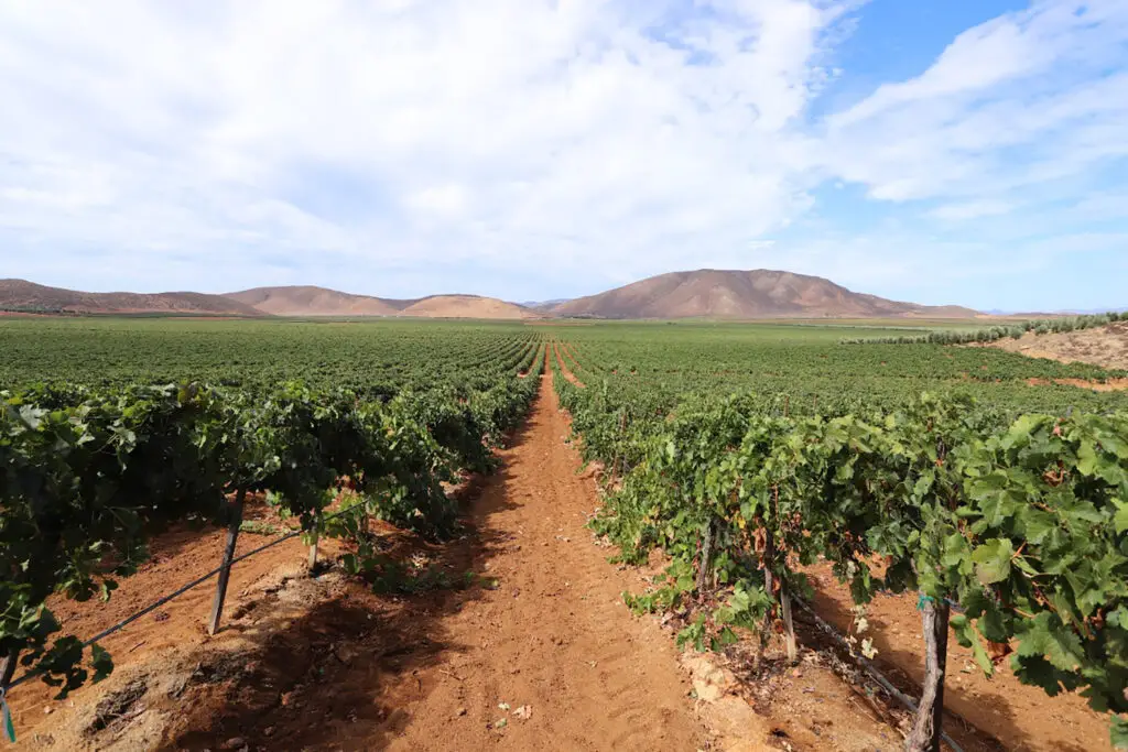 5 Wines to Try from Valle de Guadalupe