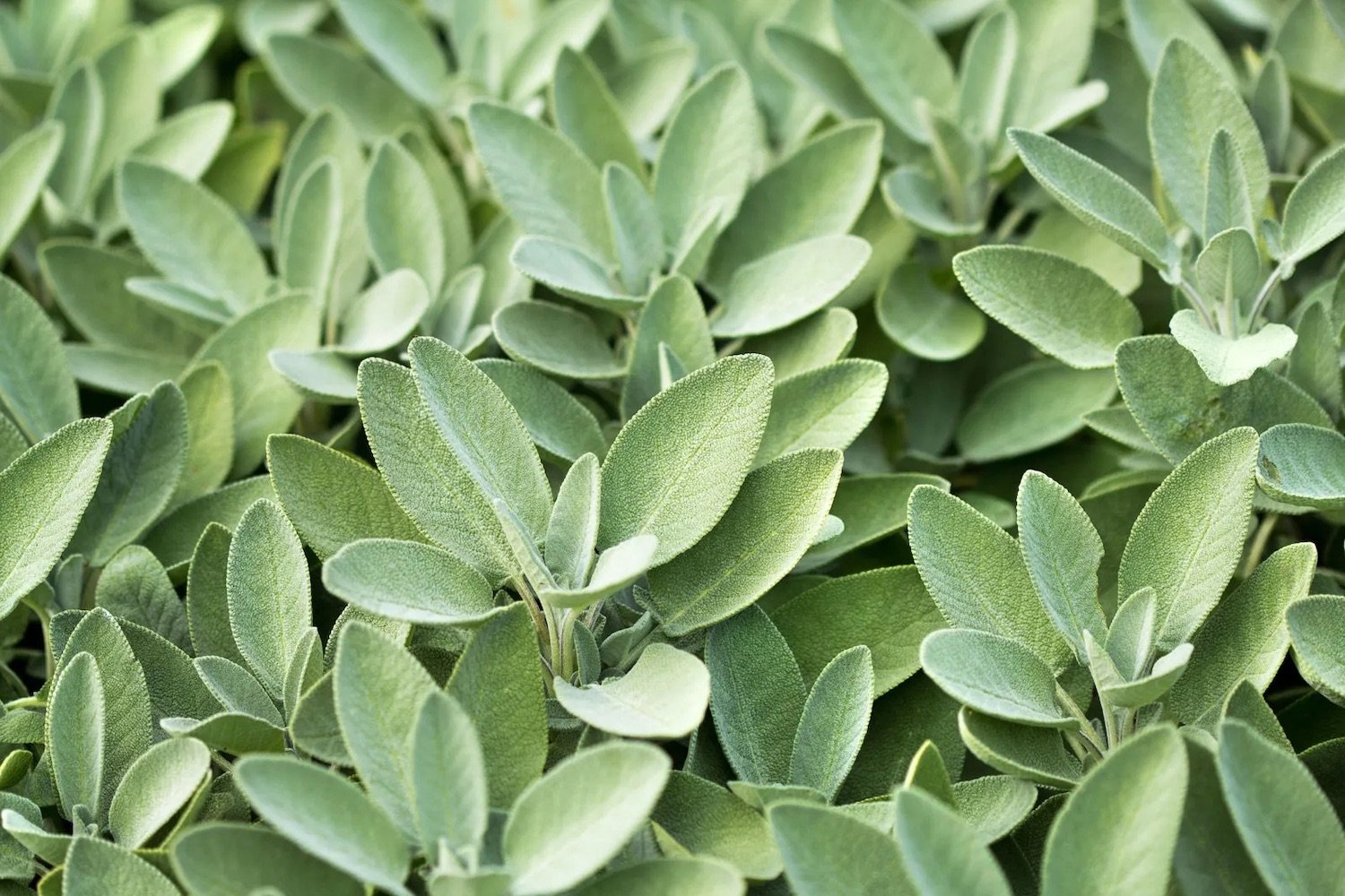 Native California plants for your garden featuring Sage (Salvia)