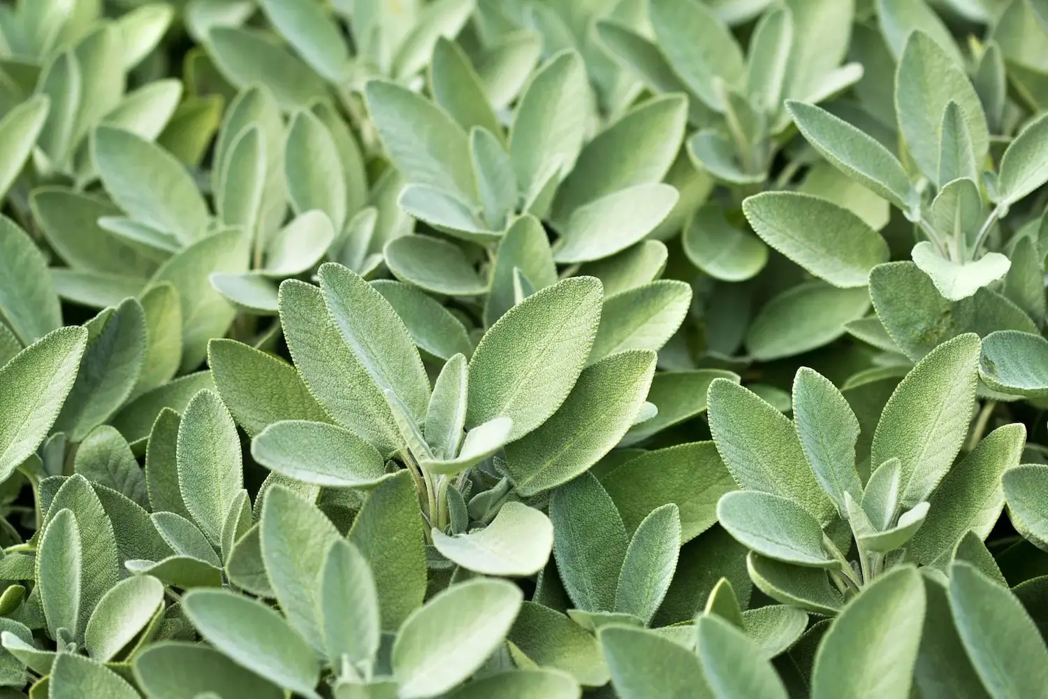 Native California plants for your garden featuring Sage (Salvia)