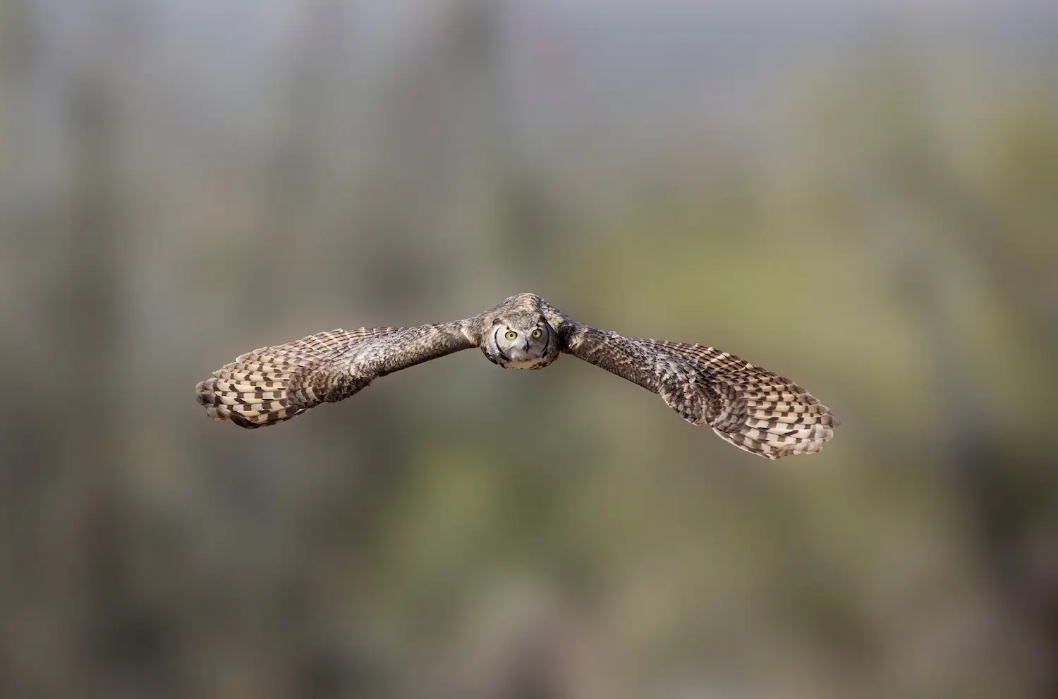 San Diego wildlife on hiking trails featuring a great horned owls