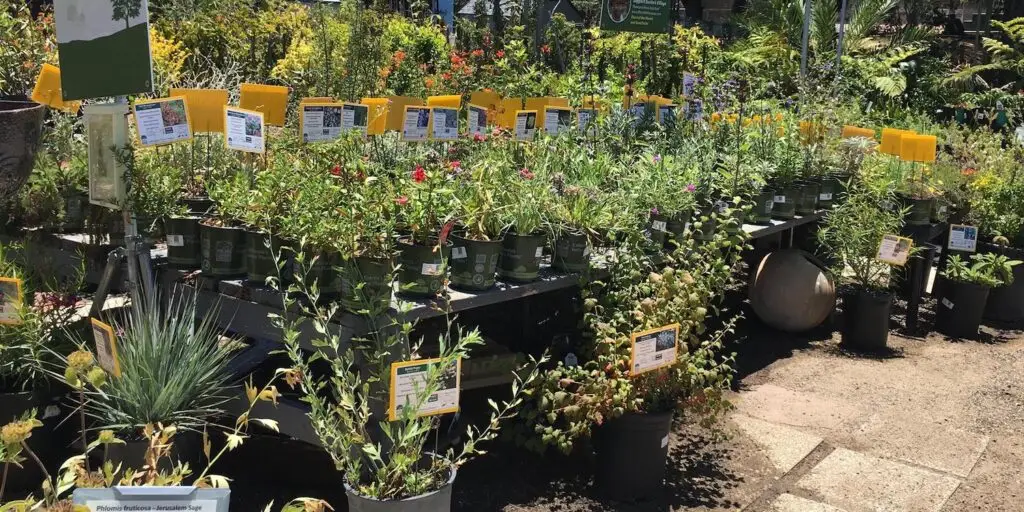 Native California plants for your garden featuring San Diego nurseries