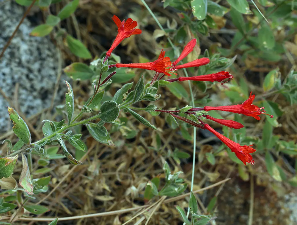 Native California plants for your garden featuring California Fuchsia (Epilobium)