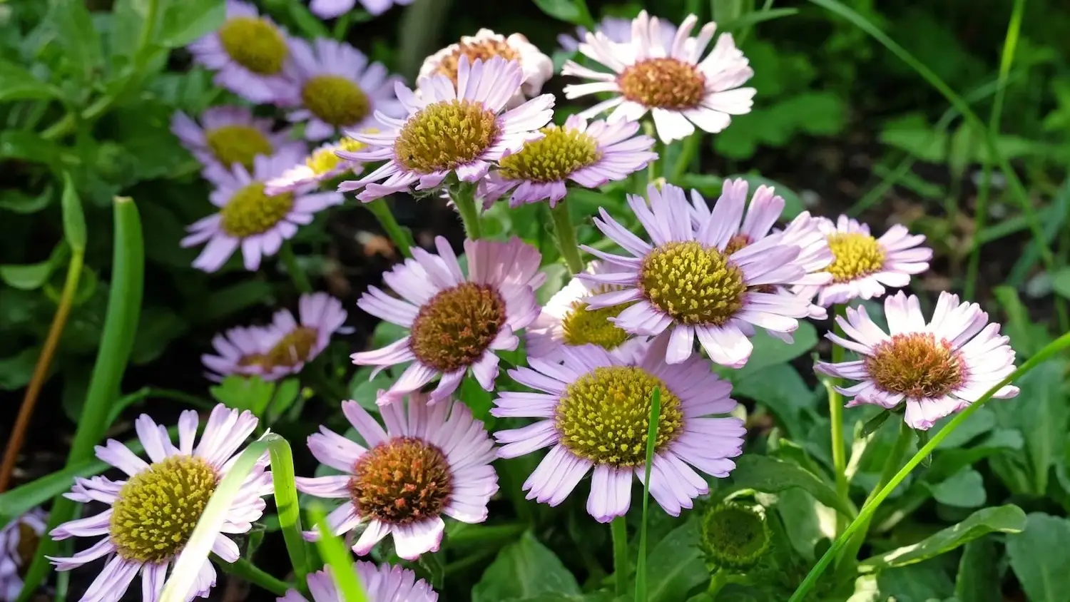 Native California plants for your garden featuring Beach Aster “Cape Sebastian” (Erigeron glaucus ‘Cape Sebastian’)