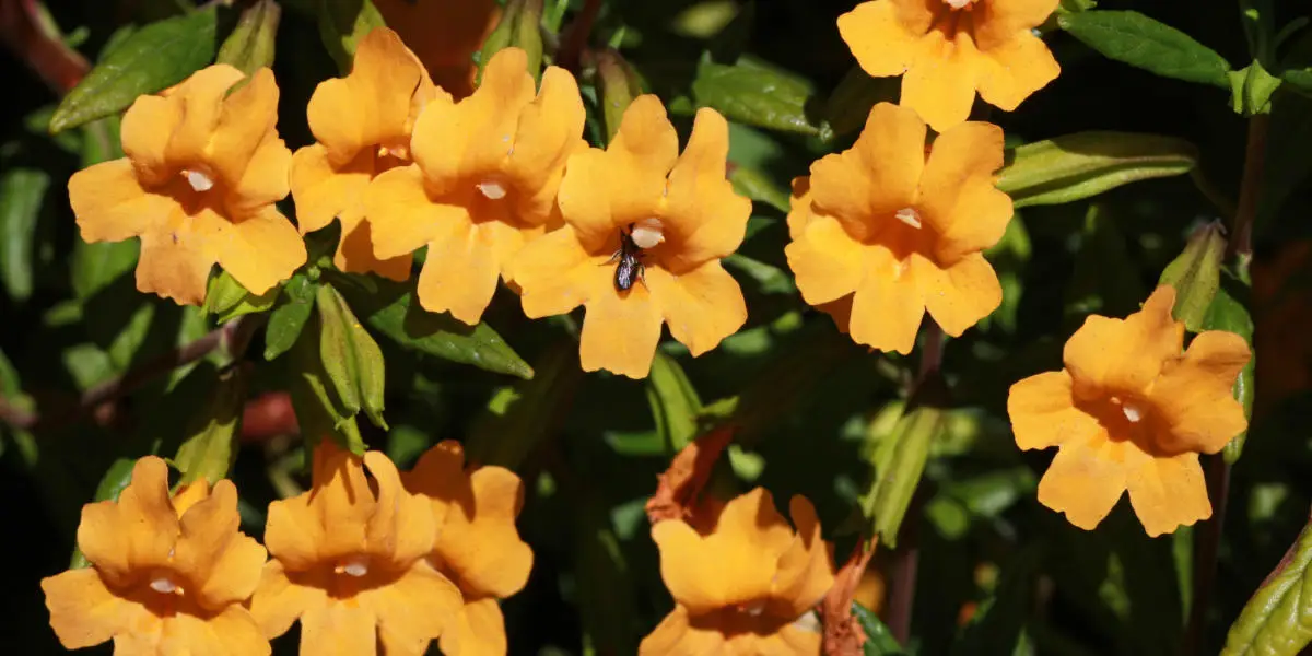 Native California plants for your garden featuring Sticky Monkeyflower (Diplacus aurantiacus)