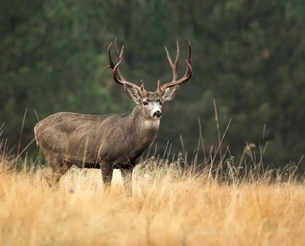 San Diego wildlife on hiking trails featuring a mule deer