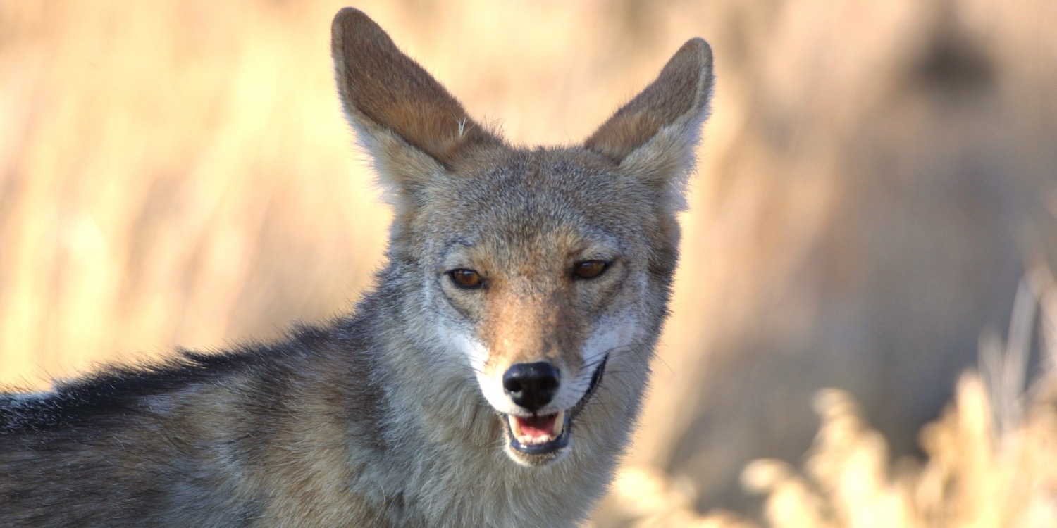 San Diego wildlife on hiking trails featuring a coyote