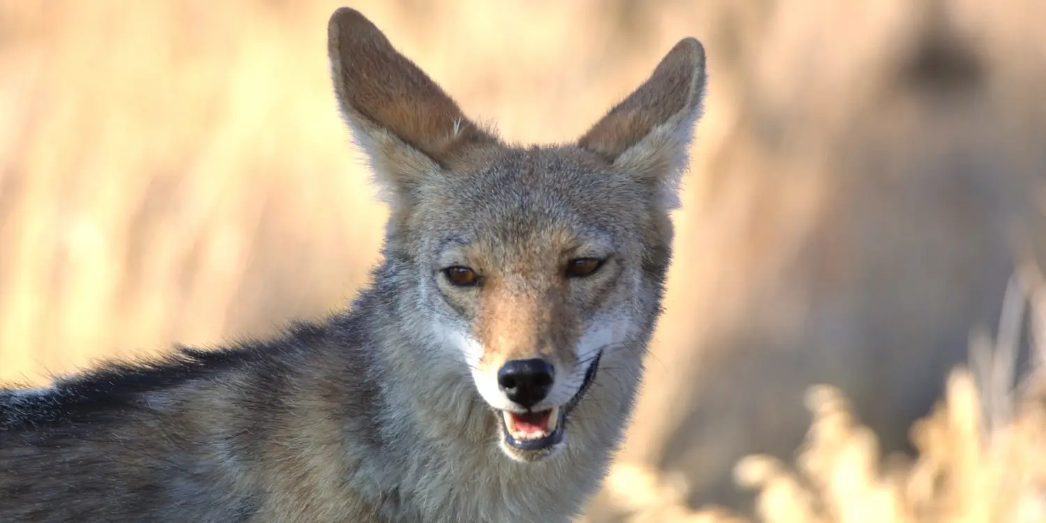San Diego wildlife on hiking trails featuring a coyote