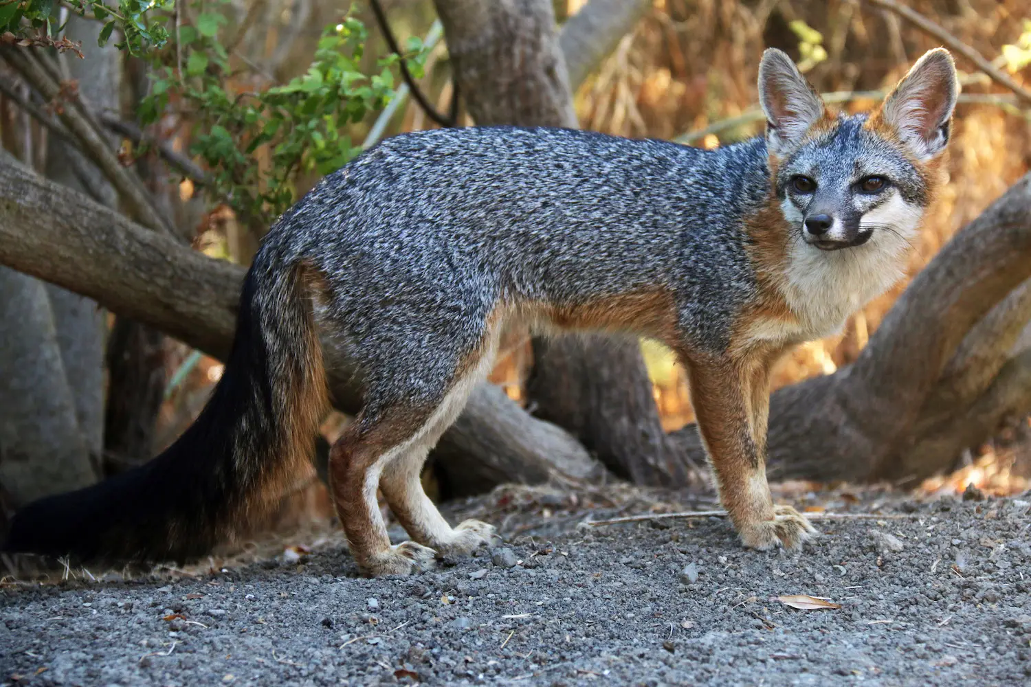 San Diego wildlife on hiking trails featuring a gray foxes