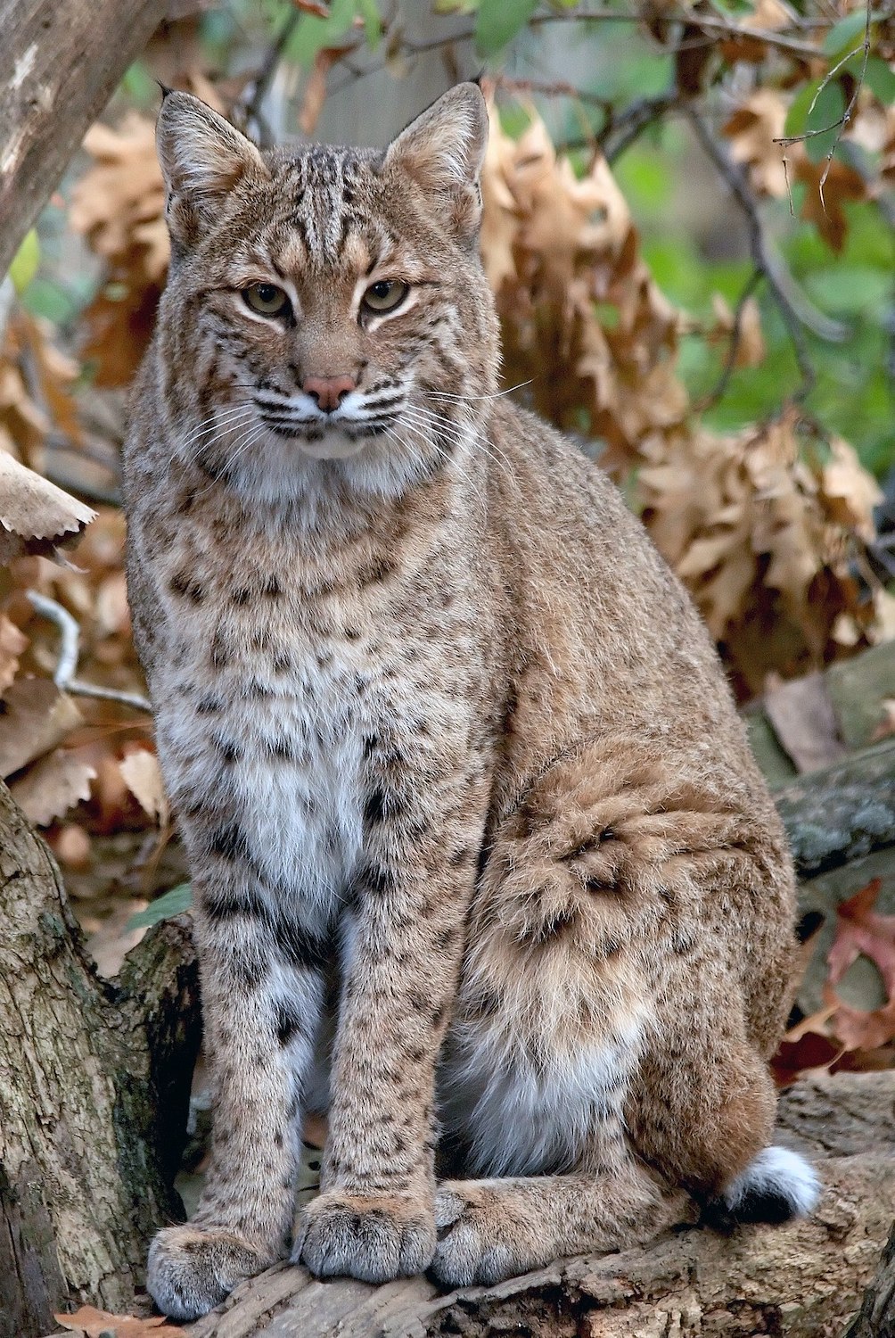 San Diego wildlife on hiking trails featuring a bobcat