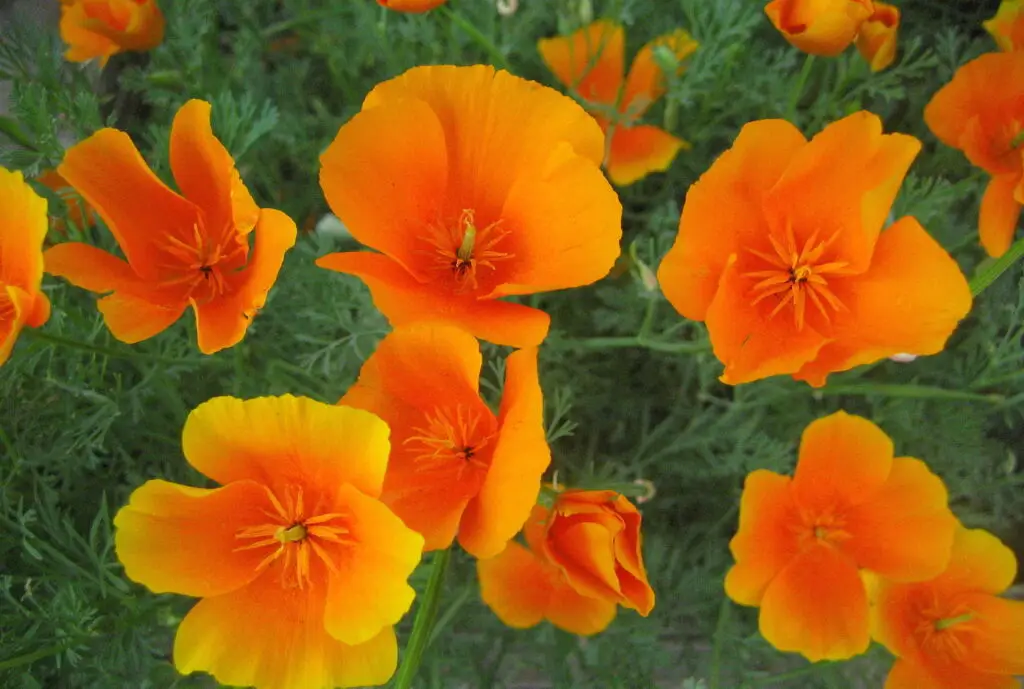 The 7 Best California Native Plants for Container Gardens