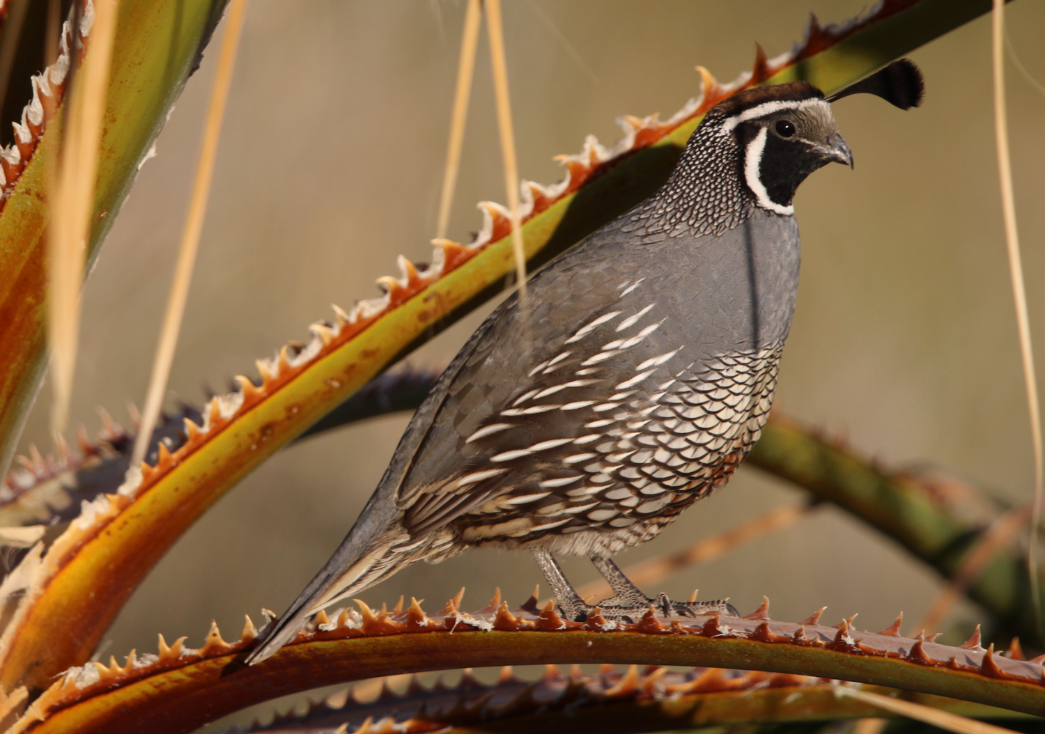 San Diego wildlife on hiking trails featuring a California quail