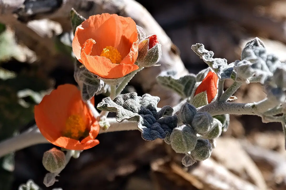 Native California plants for your garden featuring Desert Mallow (Sphaeralcea ambigua)