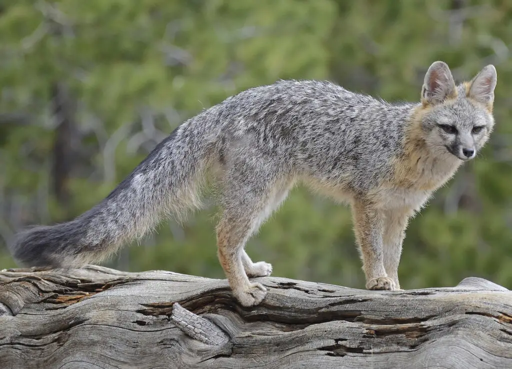 9 Wild Animals You’ll Spot on San Diego Trails