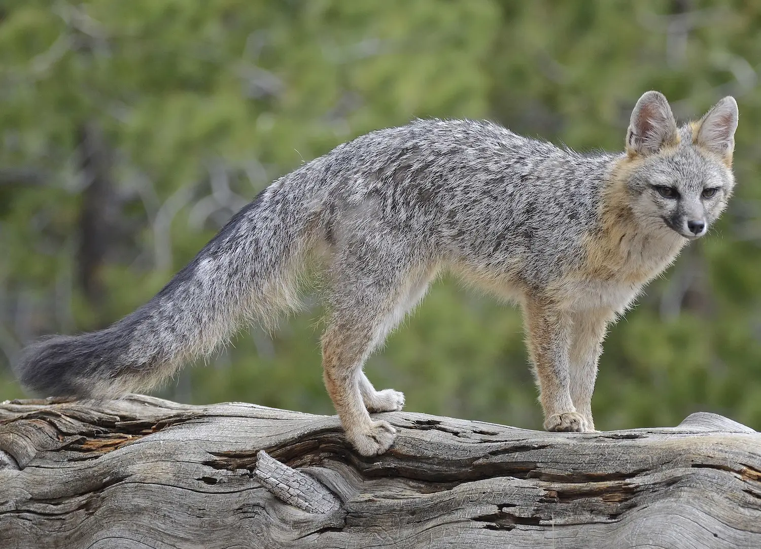 San Diego wildlife on hiking trails featuring a gray foxes