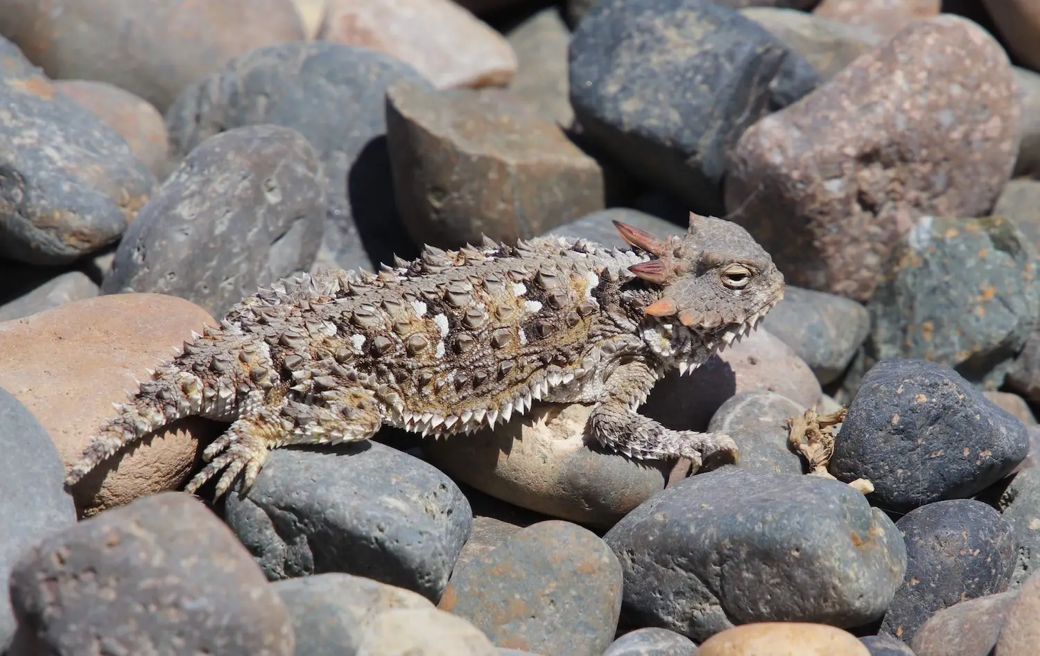 San Diego wildlife on hiking trails featuring a horned lizard