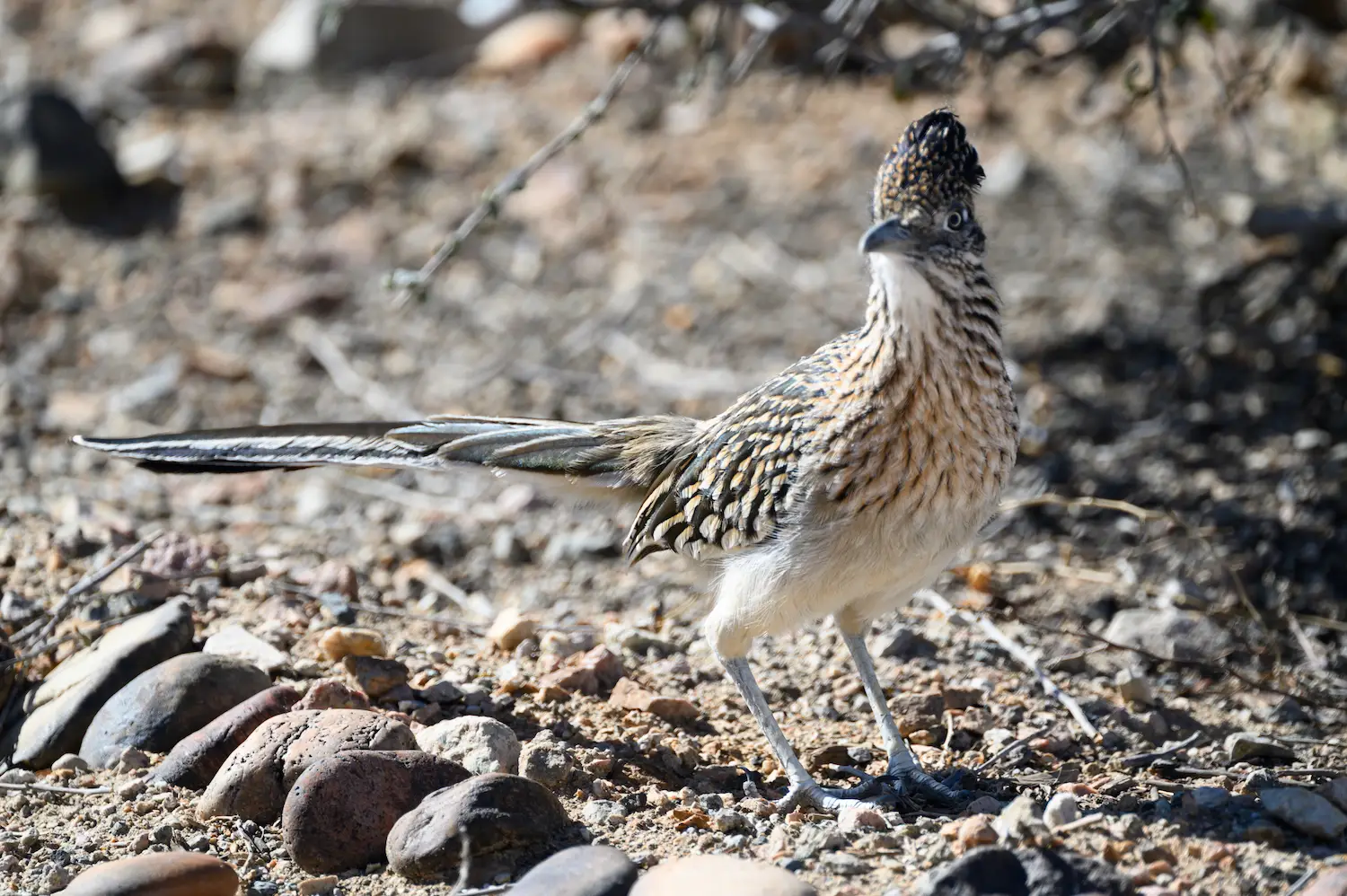 San Diego wildlife on hiking trails featuring a roadrunners