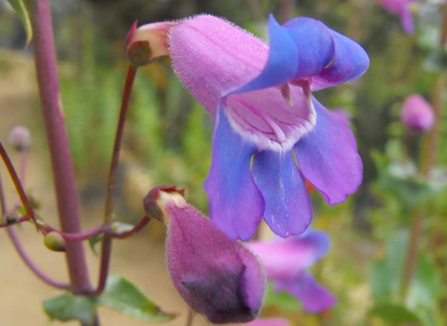 Native California plants for your garden featuring Showy Penstemon (Penstemon spectabilis)