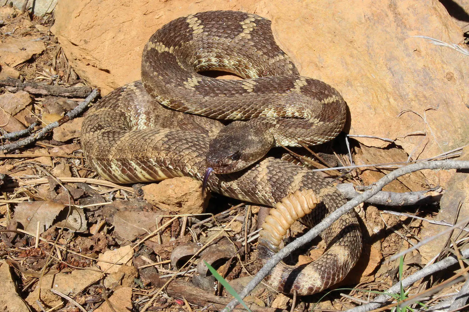 San Diego wildlife on hiking trails featuring a Western Rattlesnake