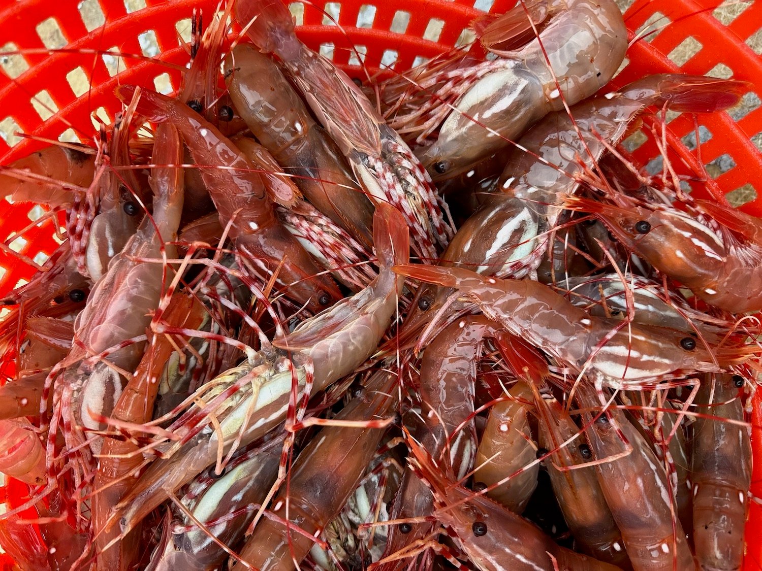 San Diego Magazine's Best San Diego Food & Drink 2025 featuring fresh shrimp from the North County Fishermen’s Market